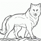 Animal Jam Wolf Coloring Pages Animal Jam Arctic Wolf Coloring Pages Free Pup Great Lodge Pack Cool For Head
